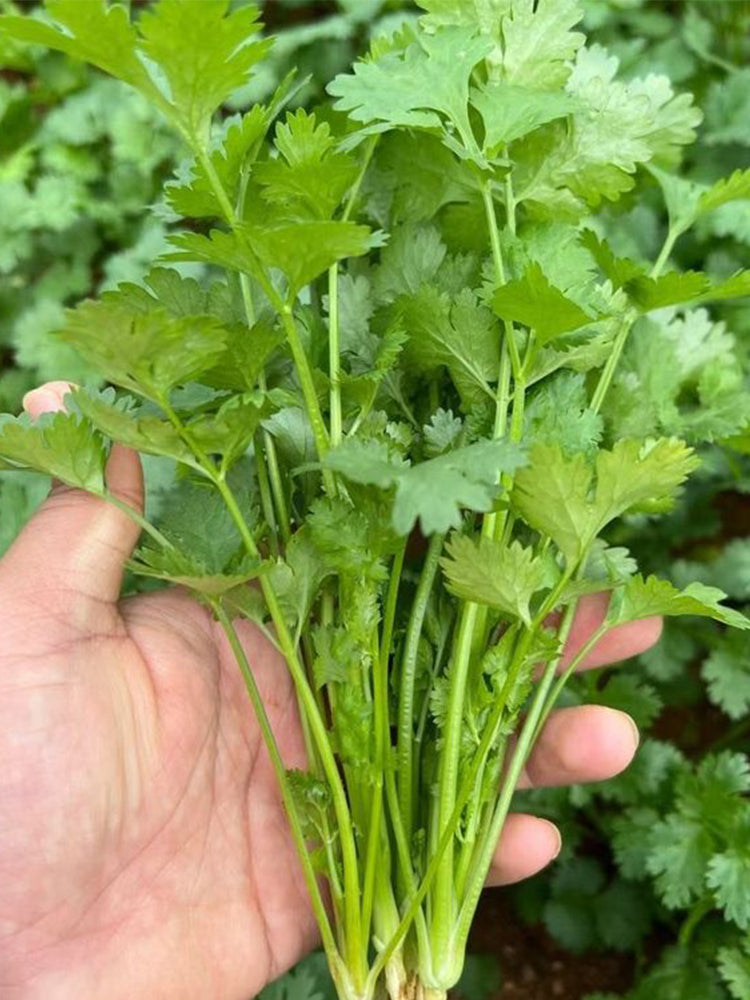 Evergreen Iron Stem Cilantro