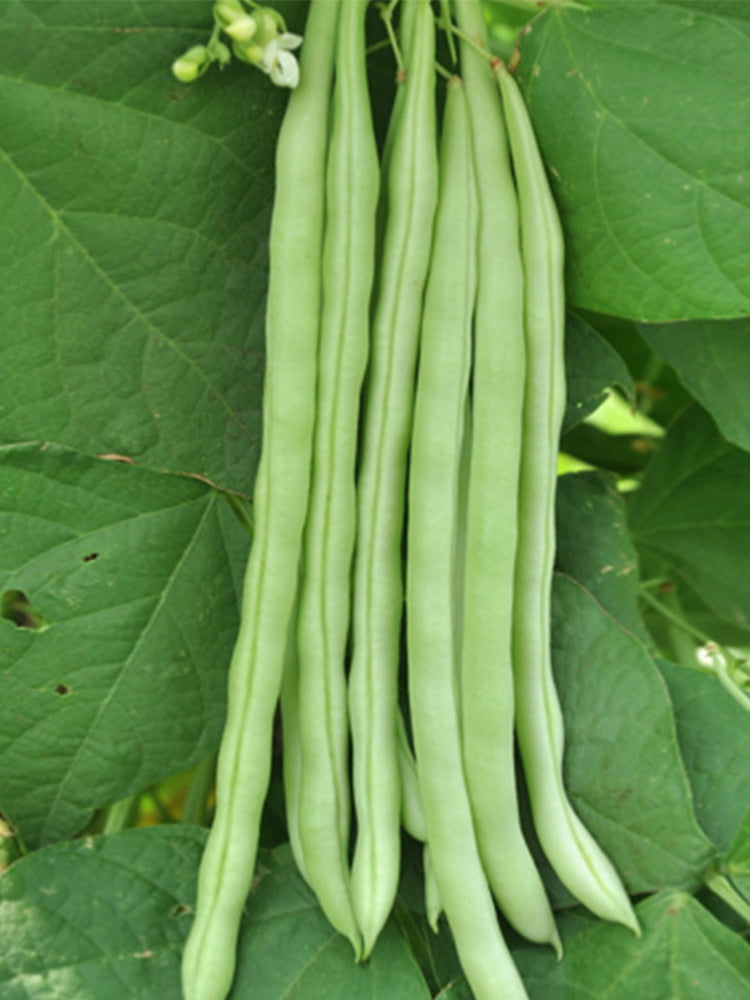 Red-flowered Snap Beans
