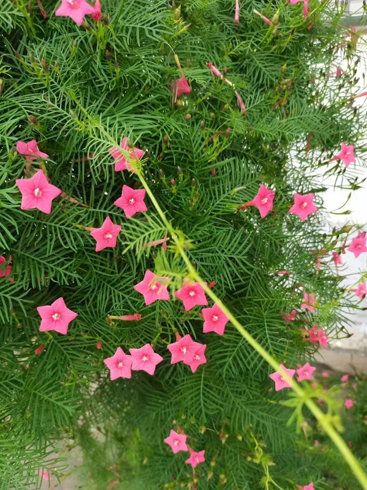 Pink Cypress Vine