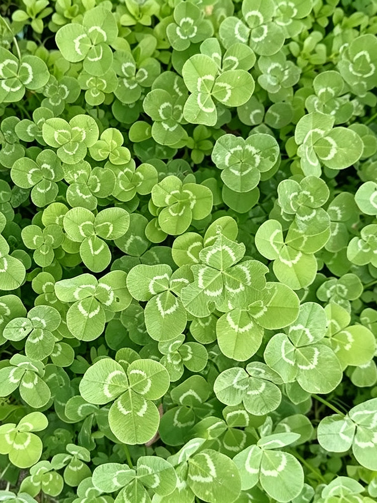White Mini Clover