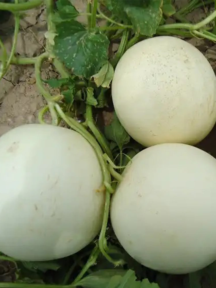 White Honey Melon