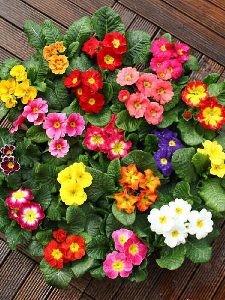 English Primrose (Primula vulgaris)