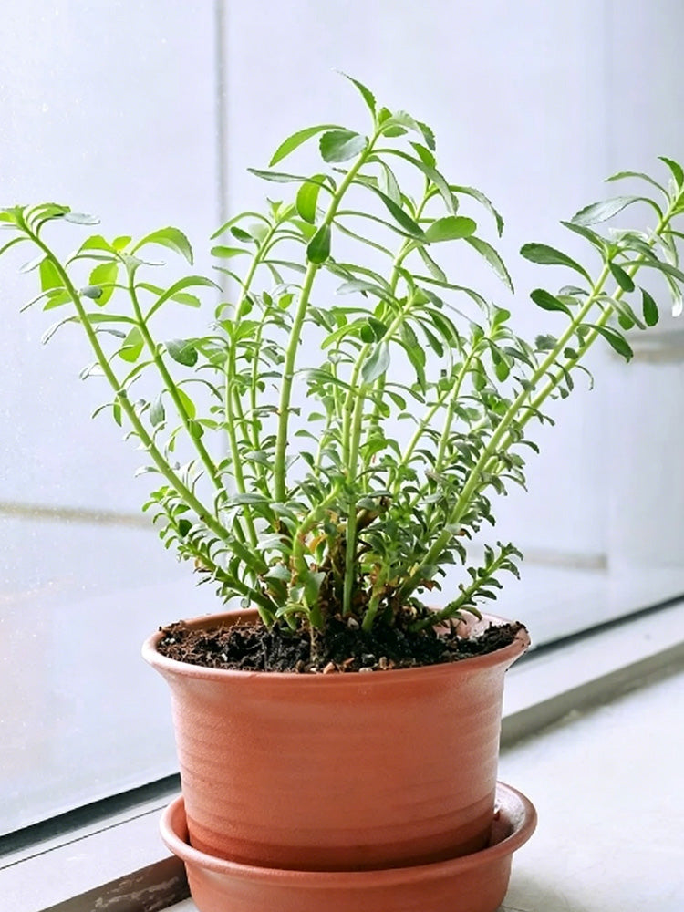 Heart-nourishing Vegetable