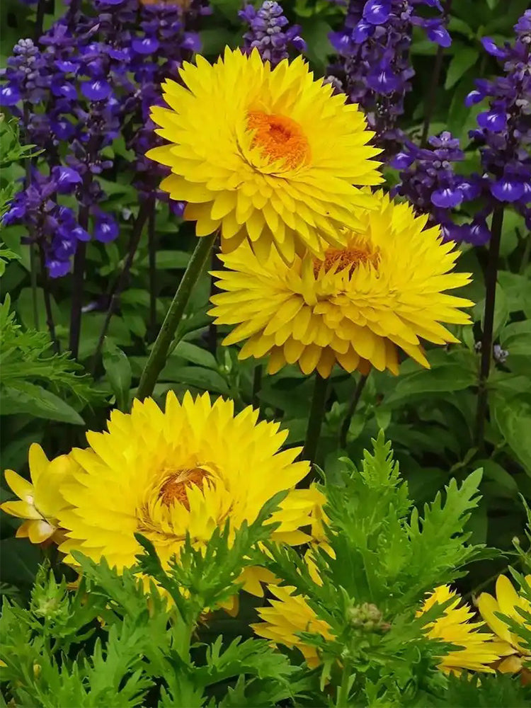 Yellow Strawflower (Helichrysum bracteatum)