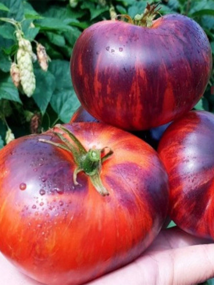 Valentina's Ruby Secret Tomato