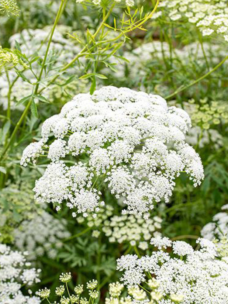Bishop's Weed (Ammi visnaga)