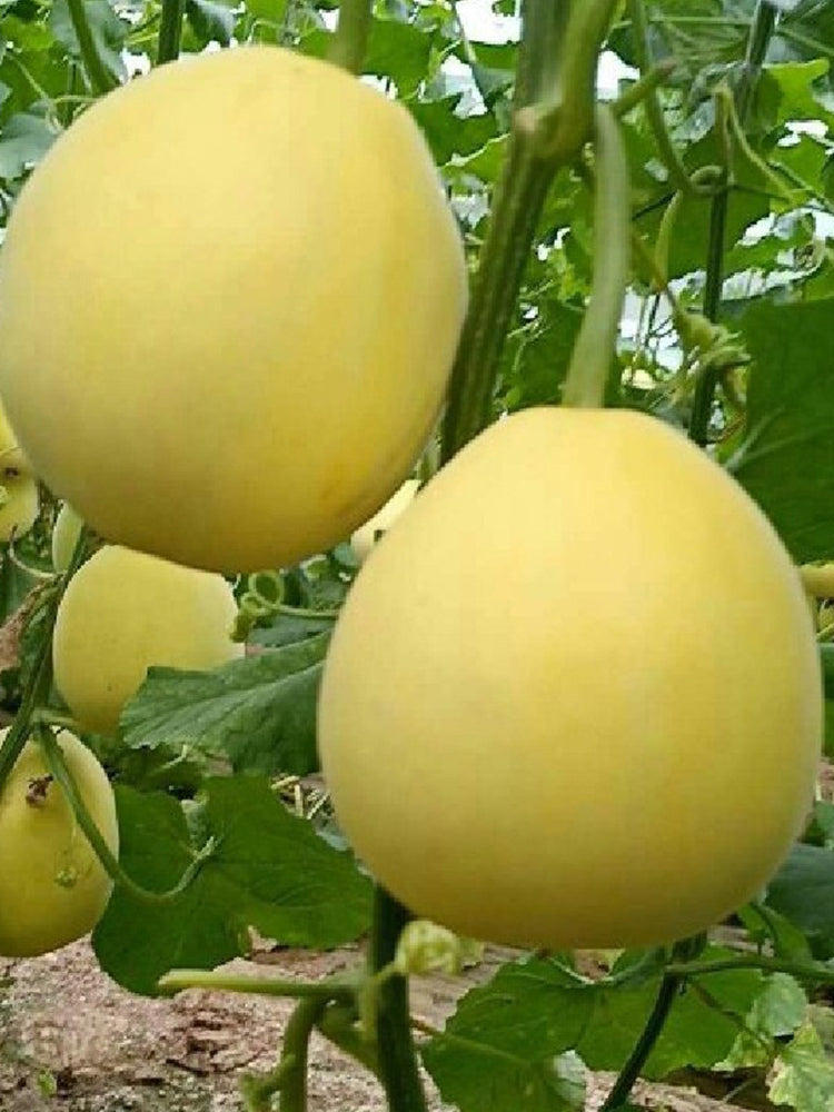 Pale Yellow Crispy Melon, Pear-Shaped