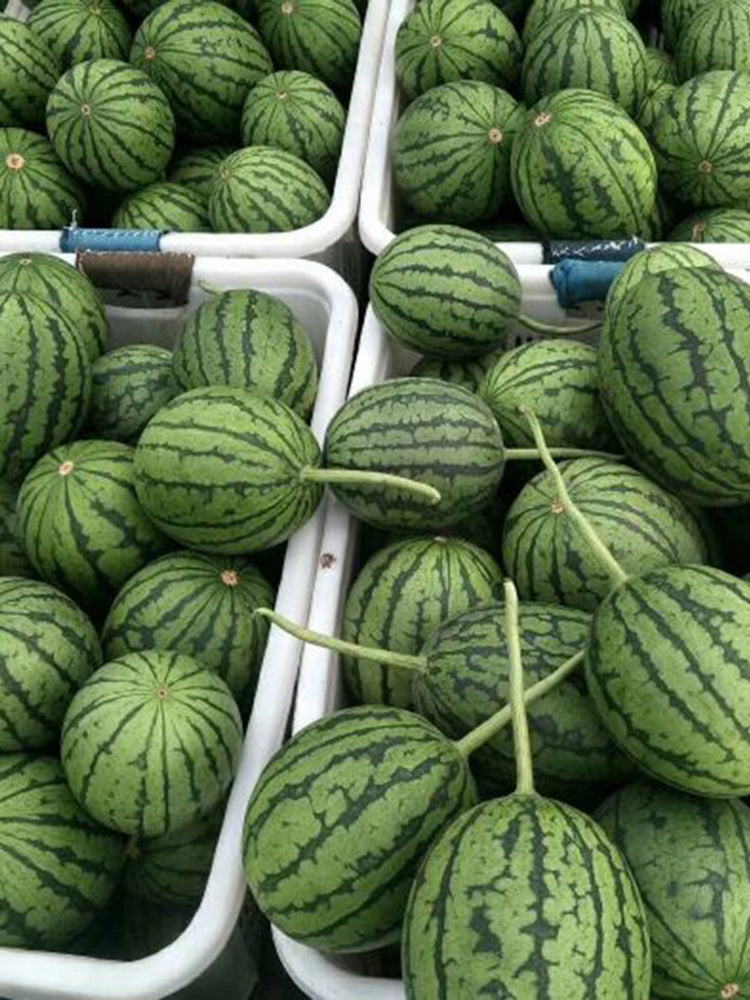 'Super Sweet 2K' Watermelon Seeds