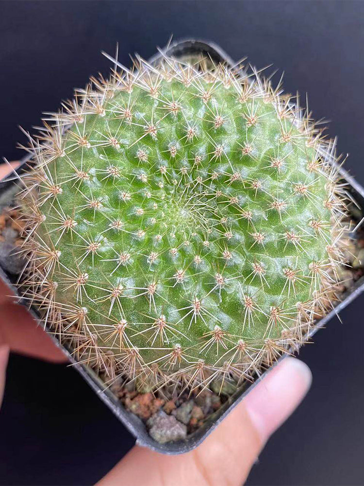Rebutia minuscula