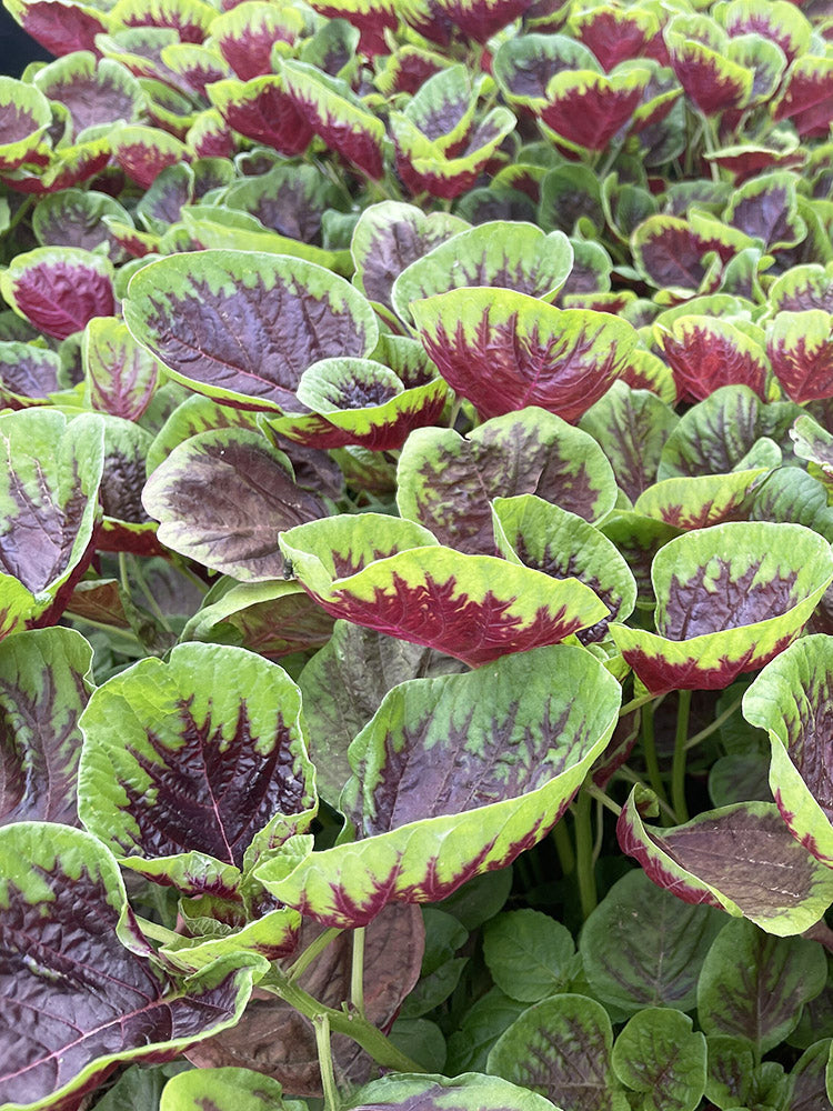 Red-Green Round-leaf Amaranth