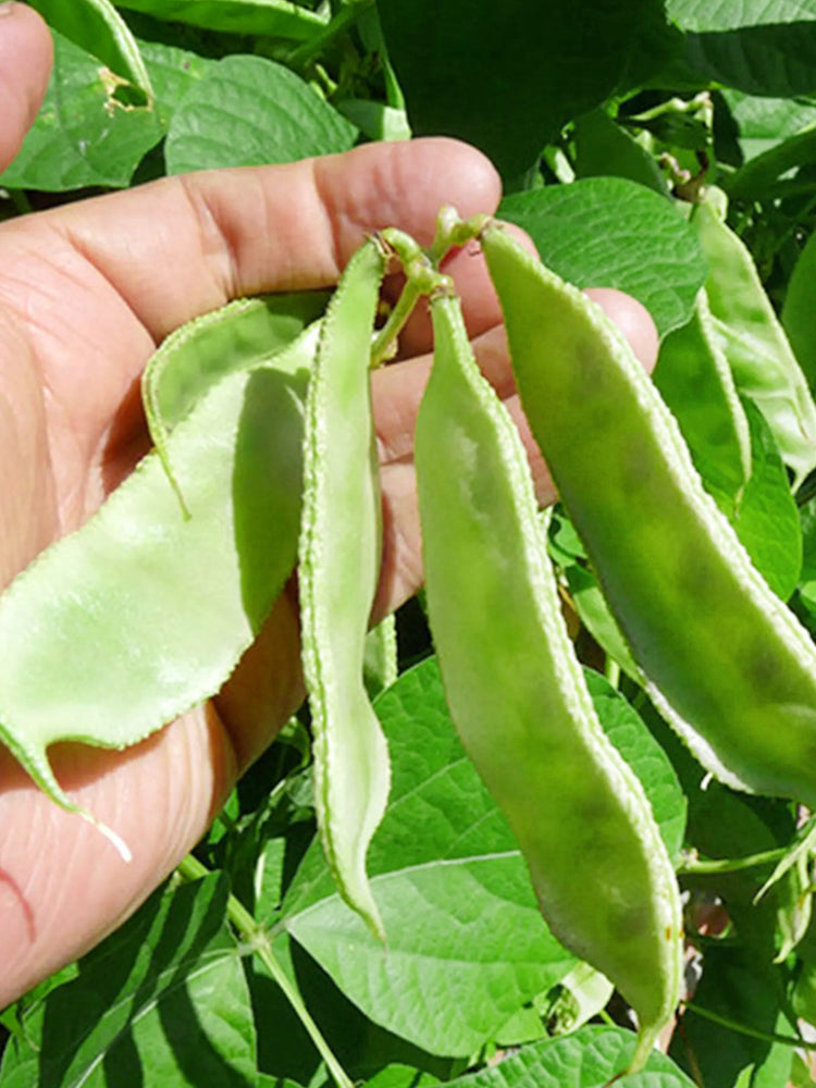 Early-maturing No.1 Hyacinth Beans