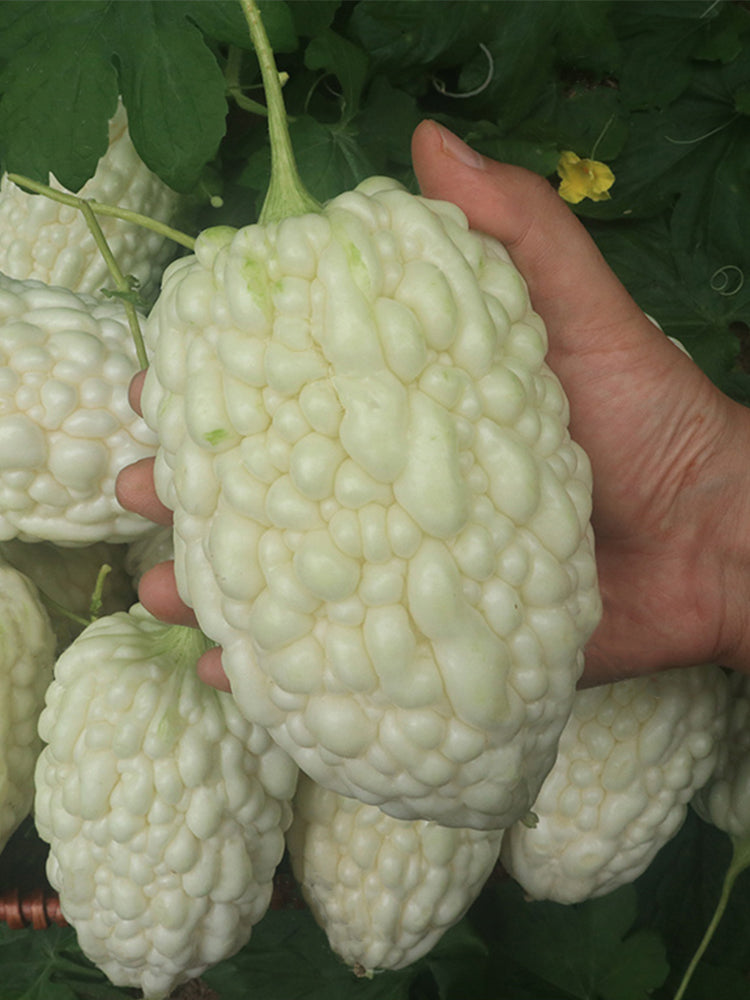 Apple-Type Bitter Melon