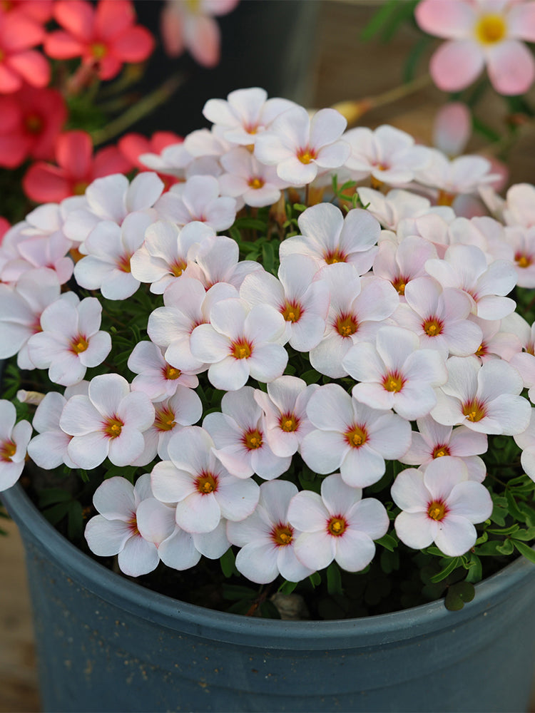Oxalis obtusa Series Bulb - 'Direwolf'