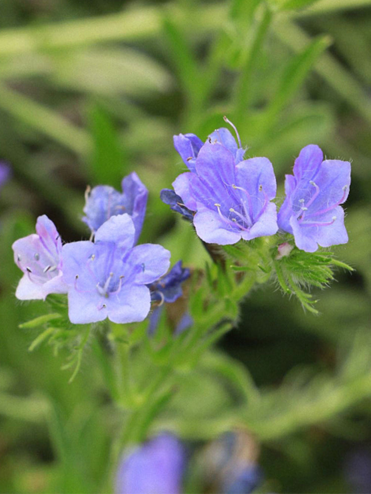 Viper's Bugloss (Echium vulgare)
