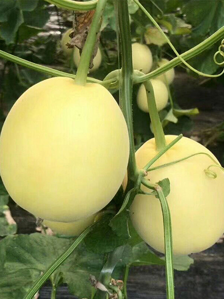Pale Yellow Crispy Melon, Pear-Shaped