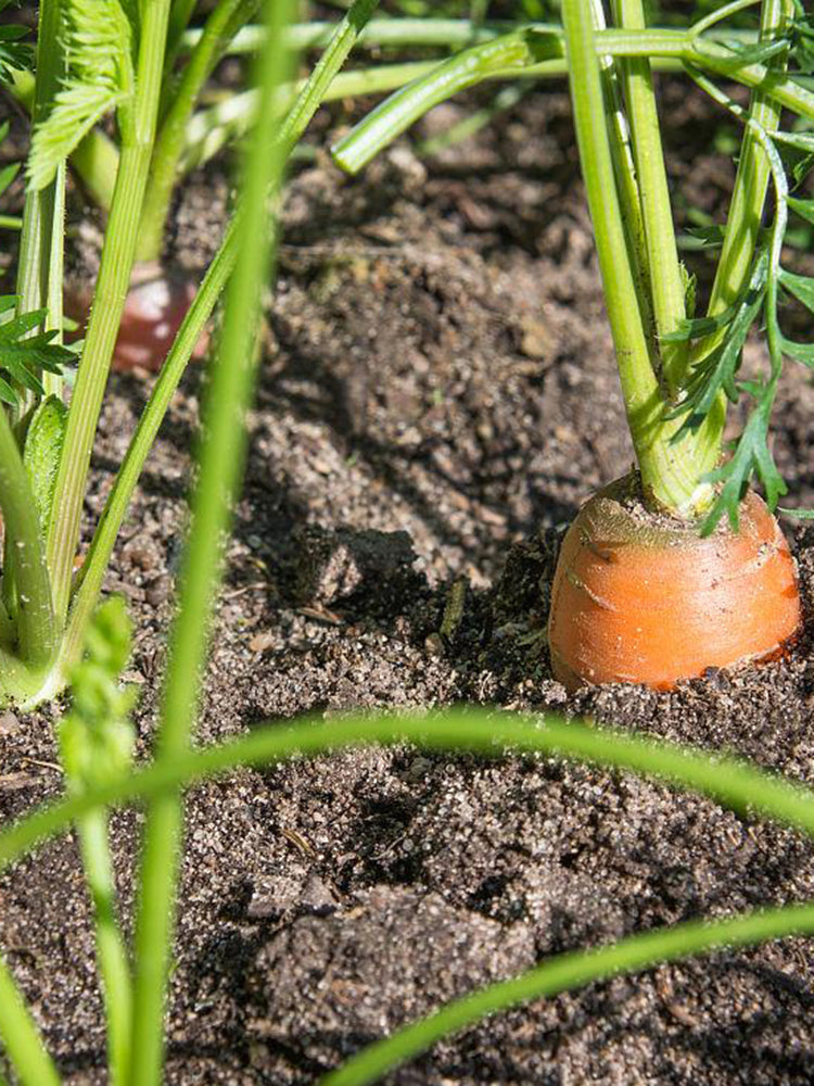 Rainbow Carrot