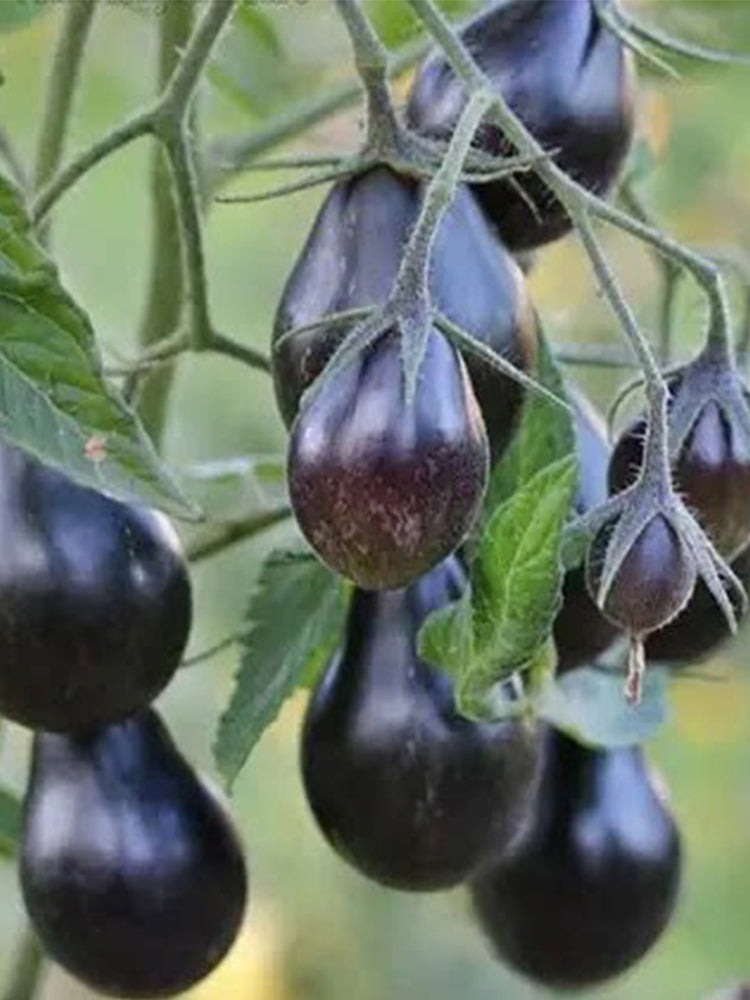Blue Keyes Tomato