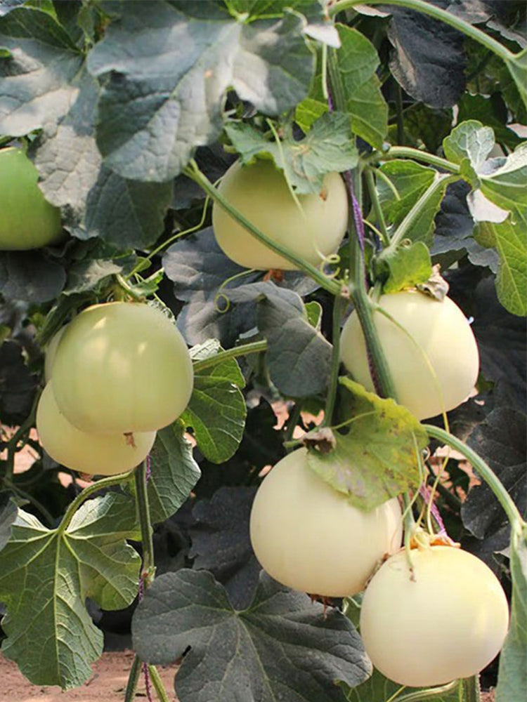 Baisha Honey Melon