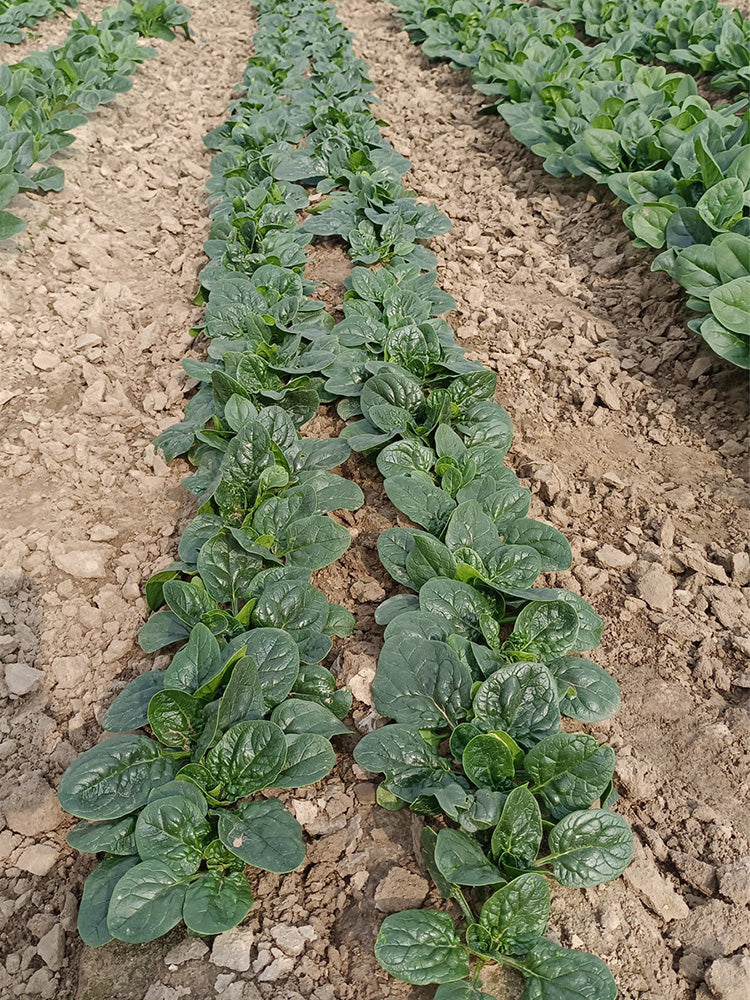 Shengdanbo 3108 Prostrate Spinach