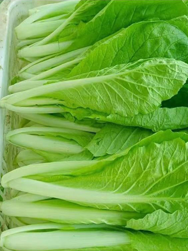 Creamy Baby Bok Choy