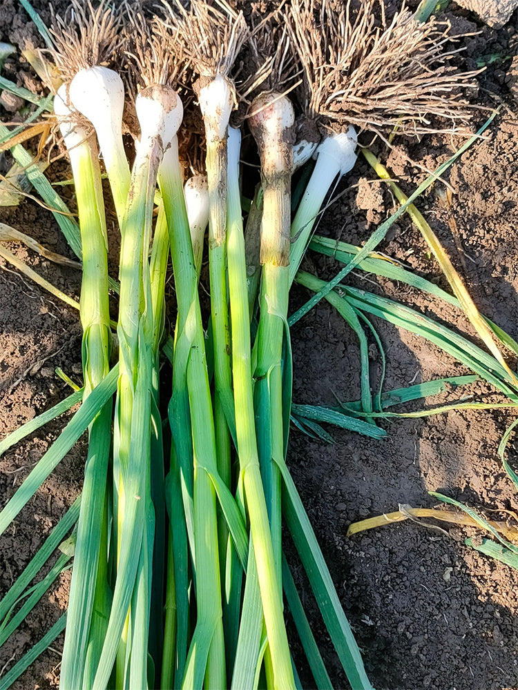 Leek (Allium ampeloprasum var. porrum)