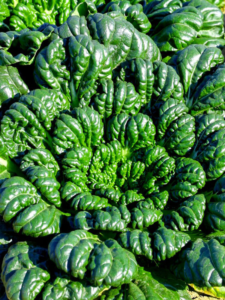 Flat Cabbage