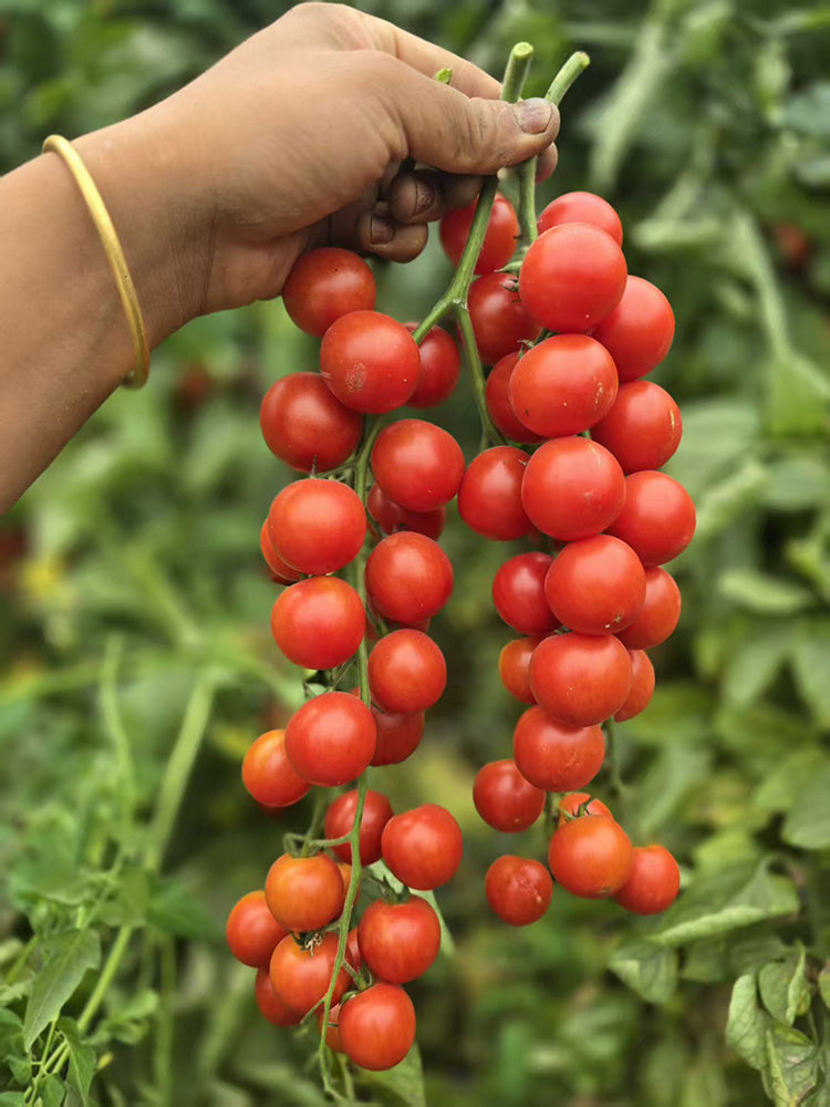 Minusinsk Red Cherry Tomato