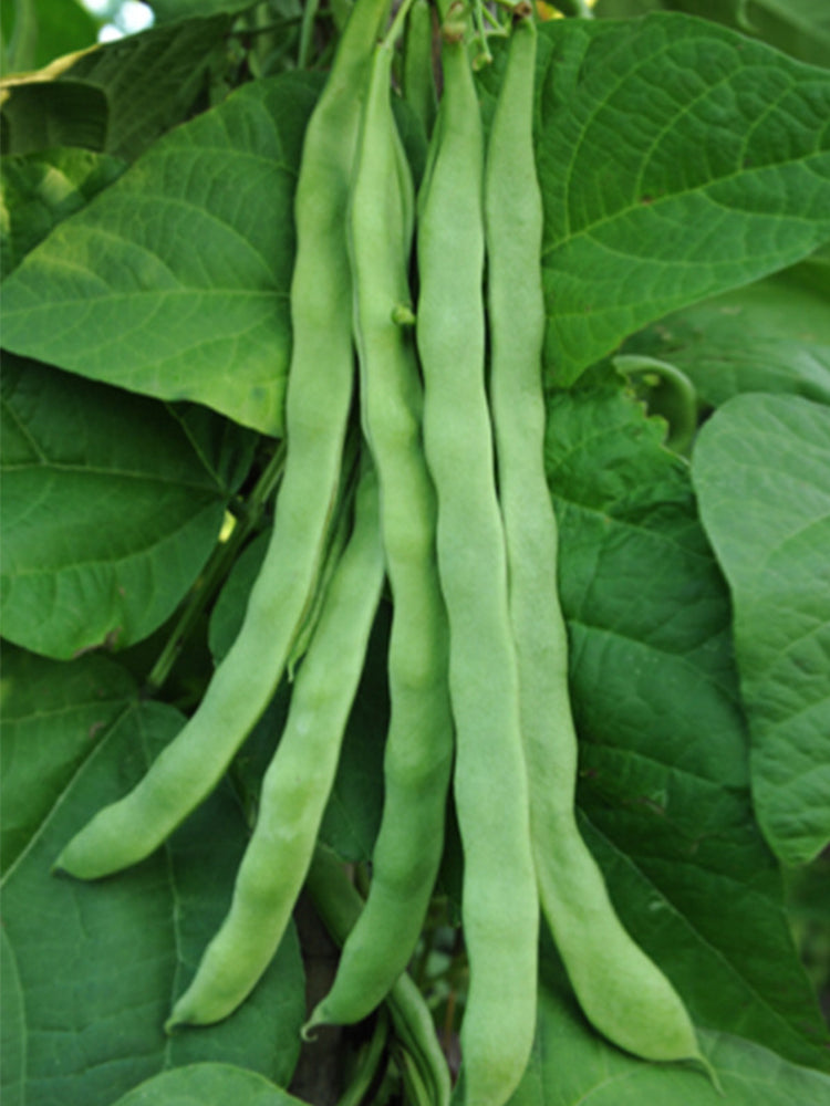 Green Dragon Snap Beans