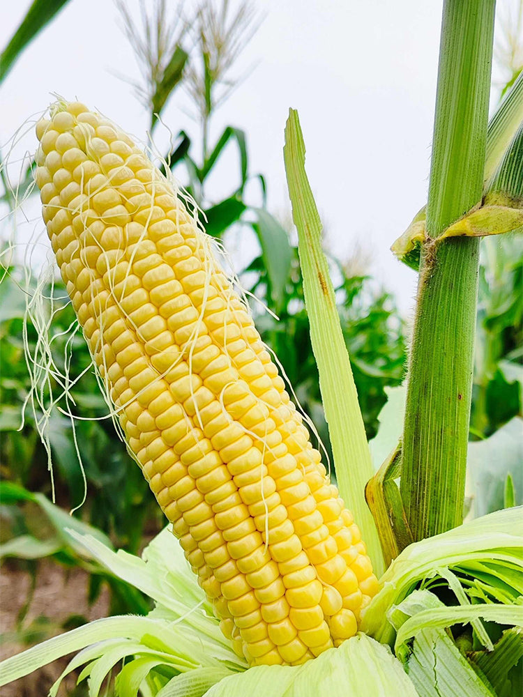 Lutian 196 Sweet Corns