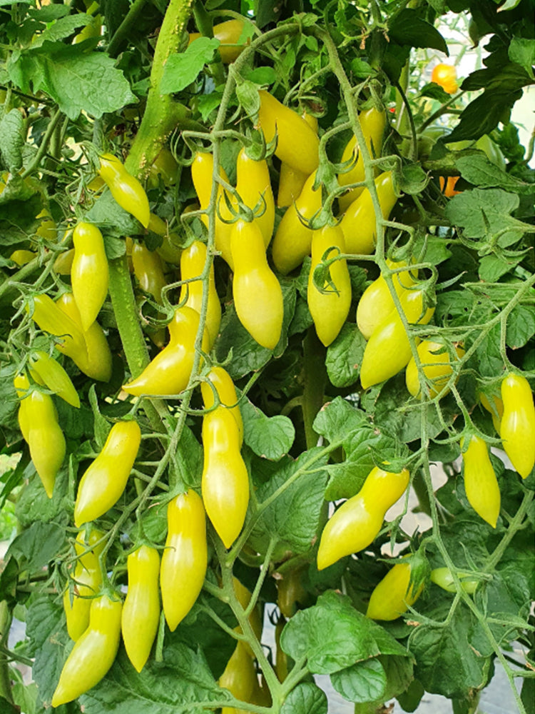 'Dancing Fingers' Tomatoes