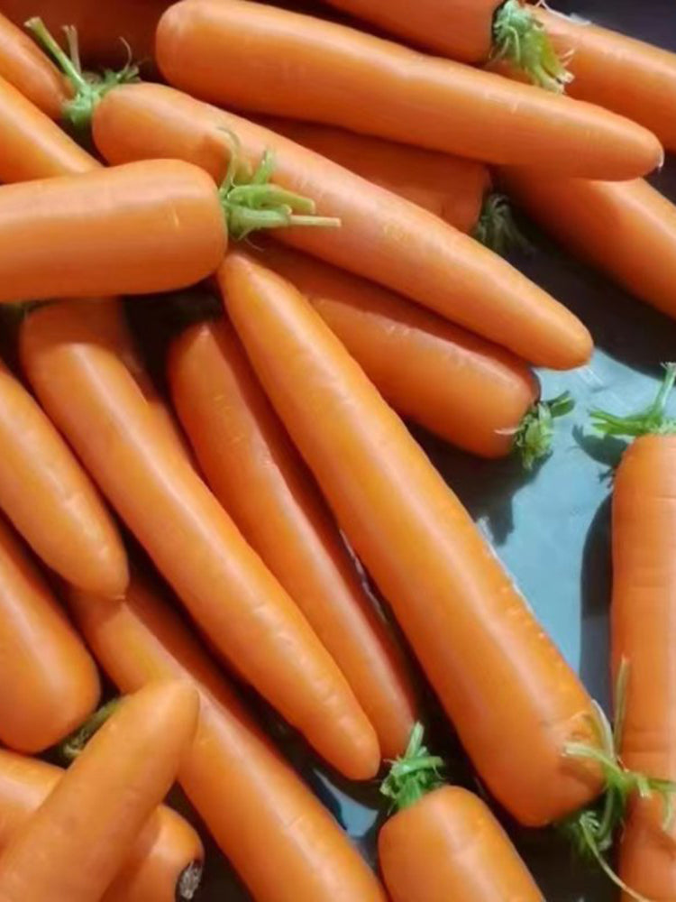 'Zhongyu 1870 F1' Carrot