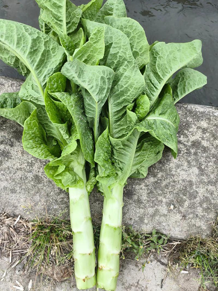 Jade Stem Lettuce