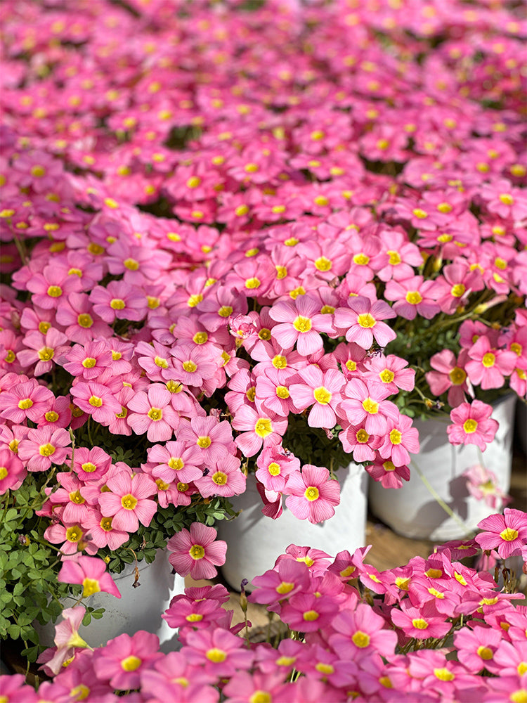Oxalis obtusa 'High Pink'