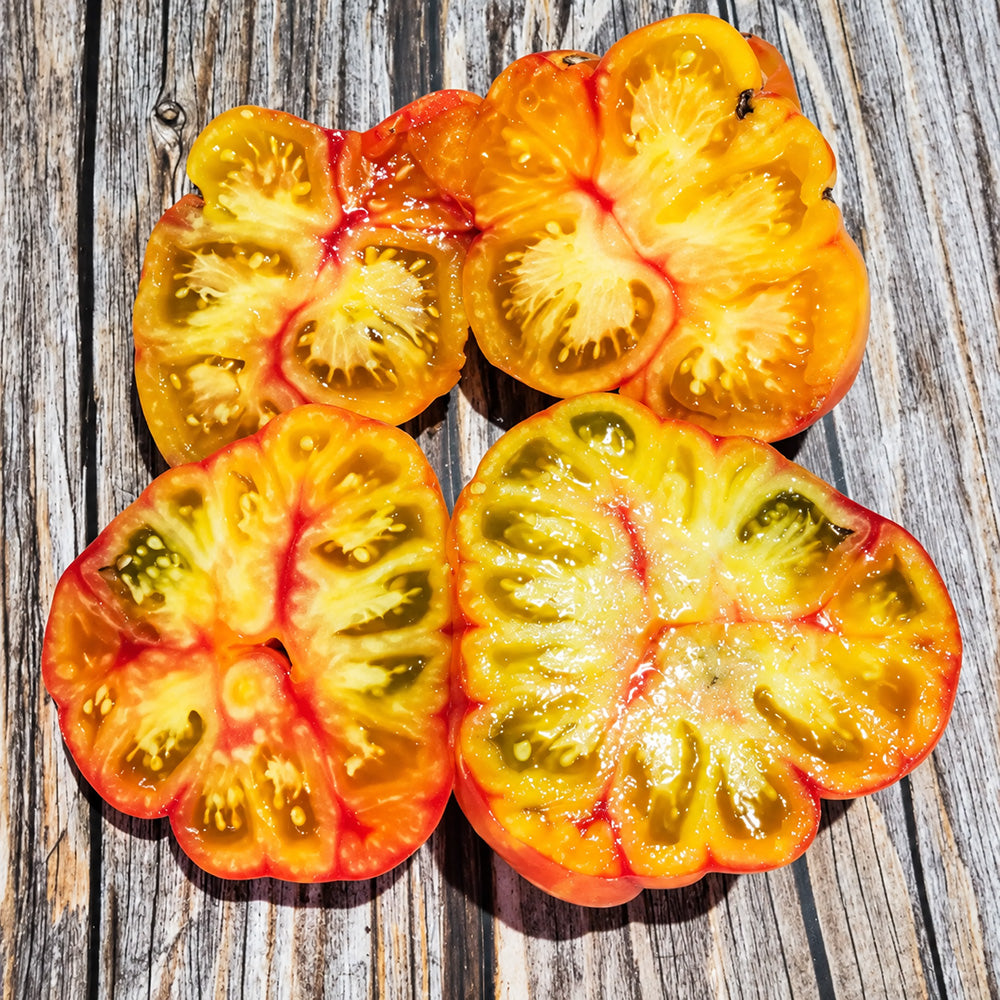 559 Oaxacan Jewel Tomato