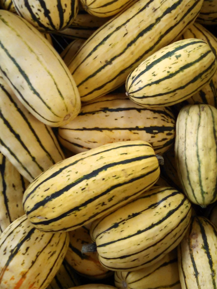 Honey Boat Squash