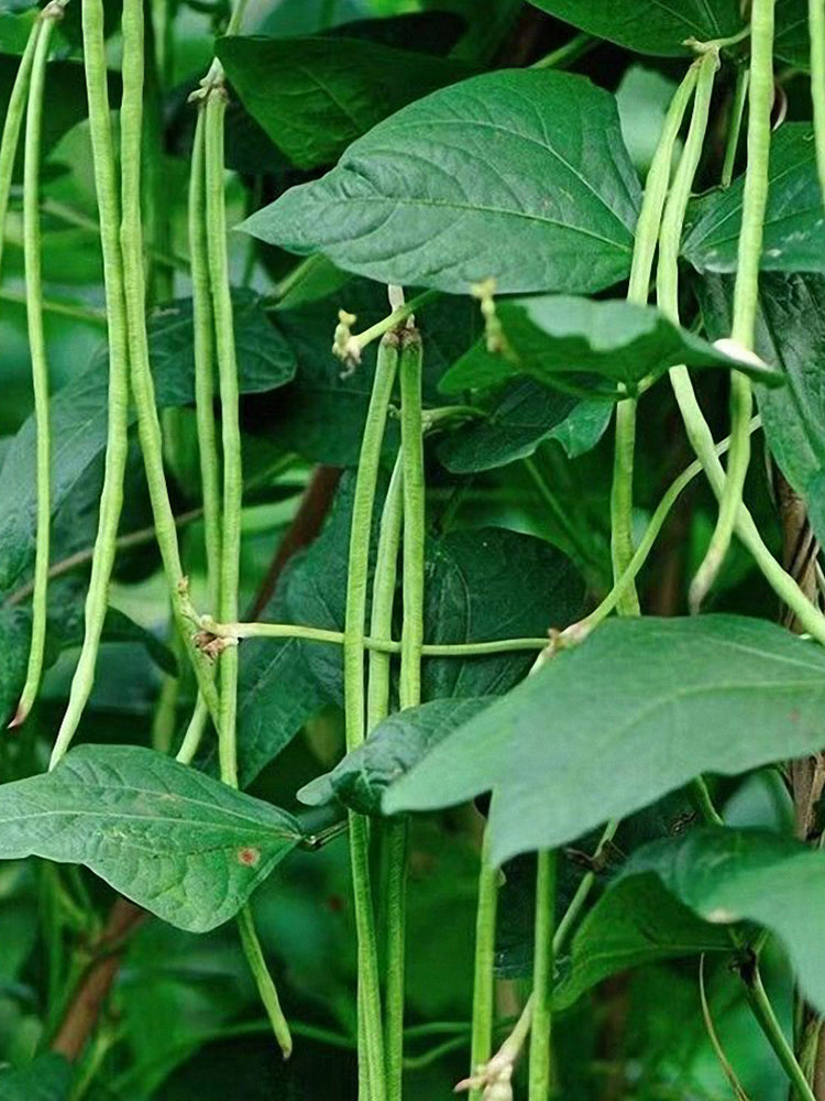 Black Eyebrow No.1 Cowpea
