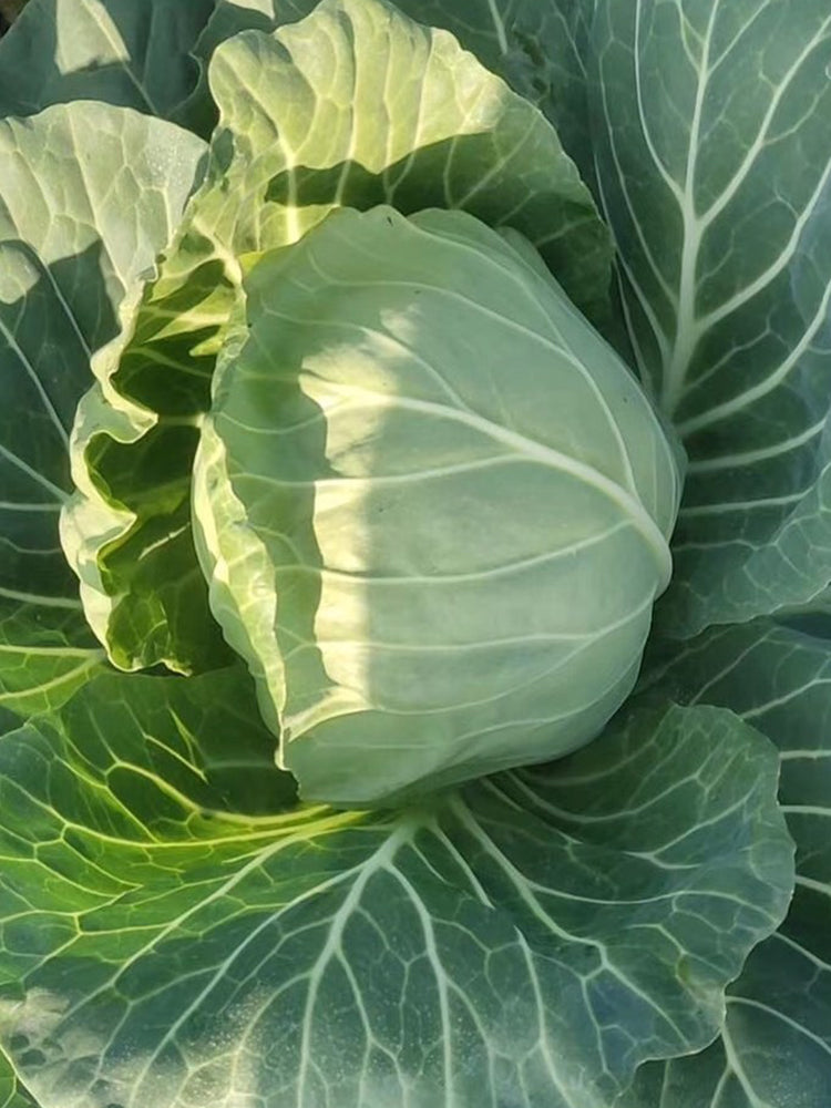 Fruit Cabbage