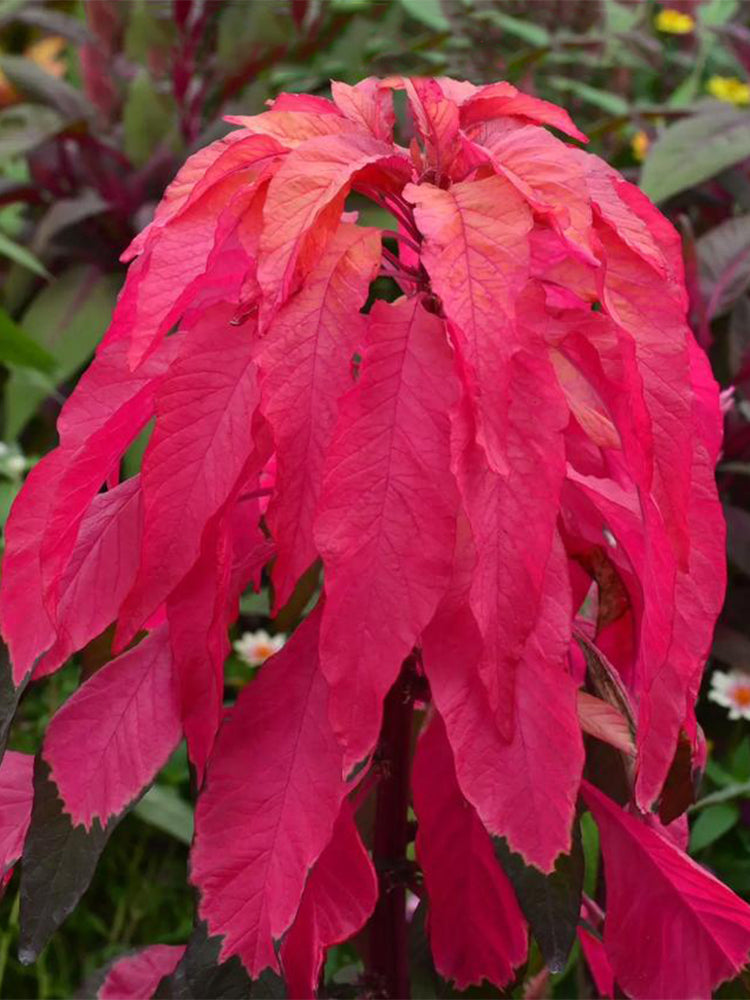 Crimson Majesty' Amaranth (Amaranthus tricolor)