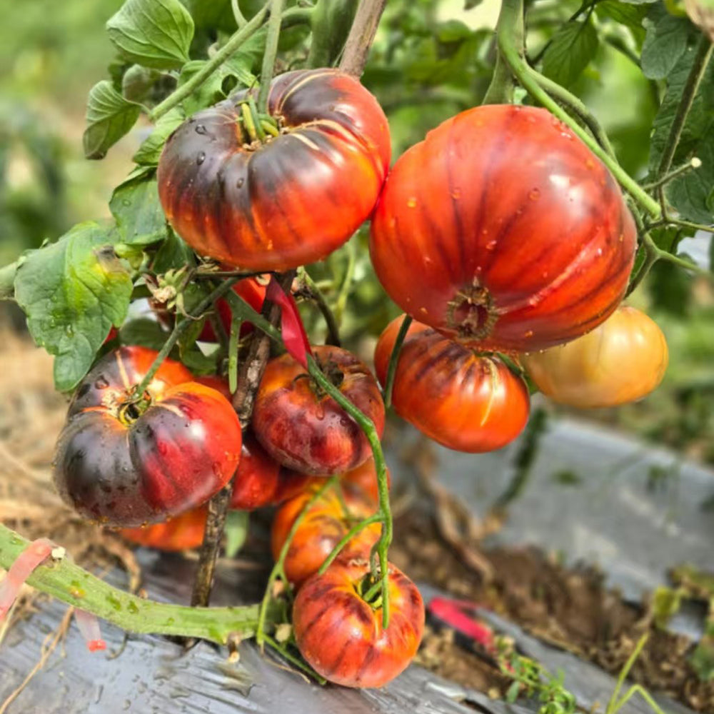 791 Rosleyna Tomato