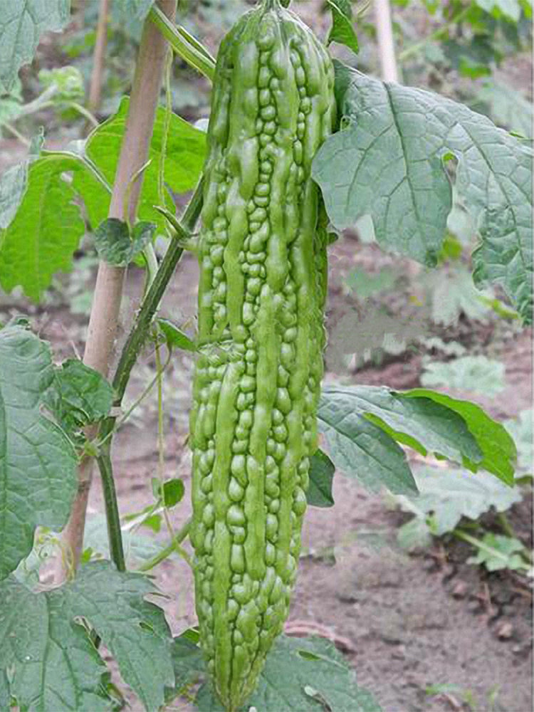 Green Dragon Bitter Melon
