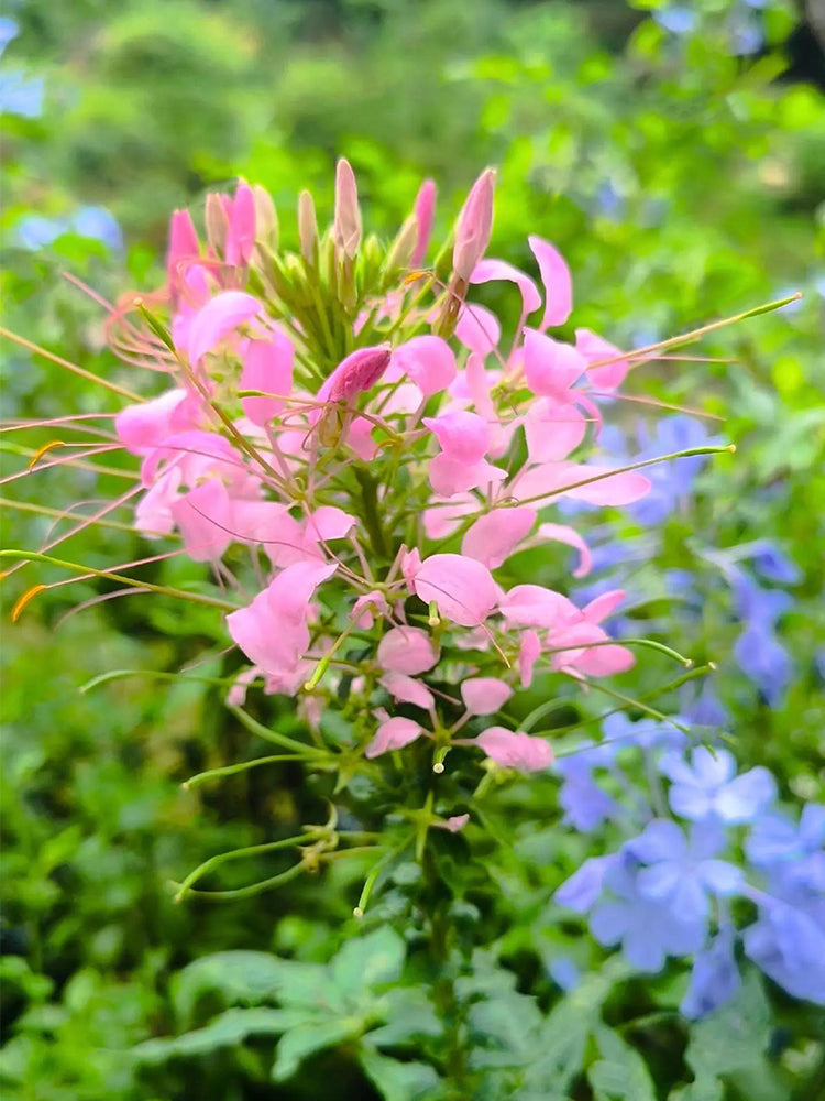 Pink Spider Flowers (Cleome houtteana)