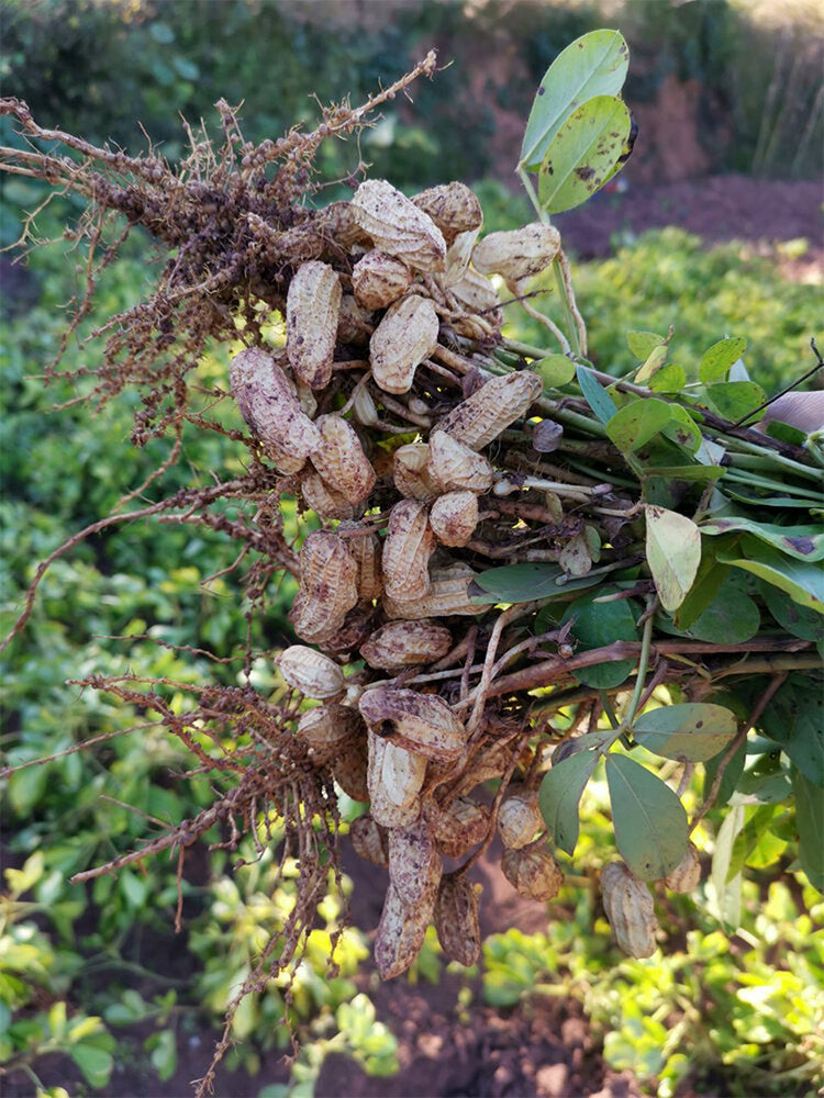 Black Peanut