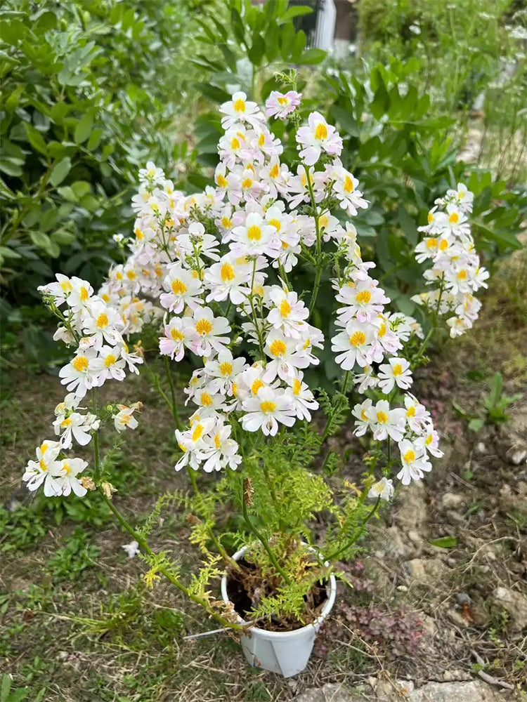 Poor man's Orchid (Schizanthus pinnatus)