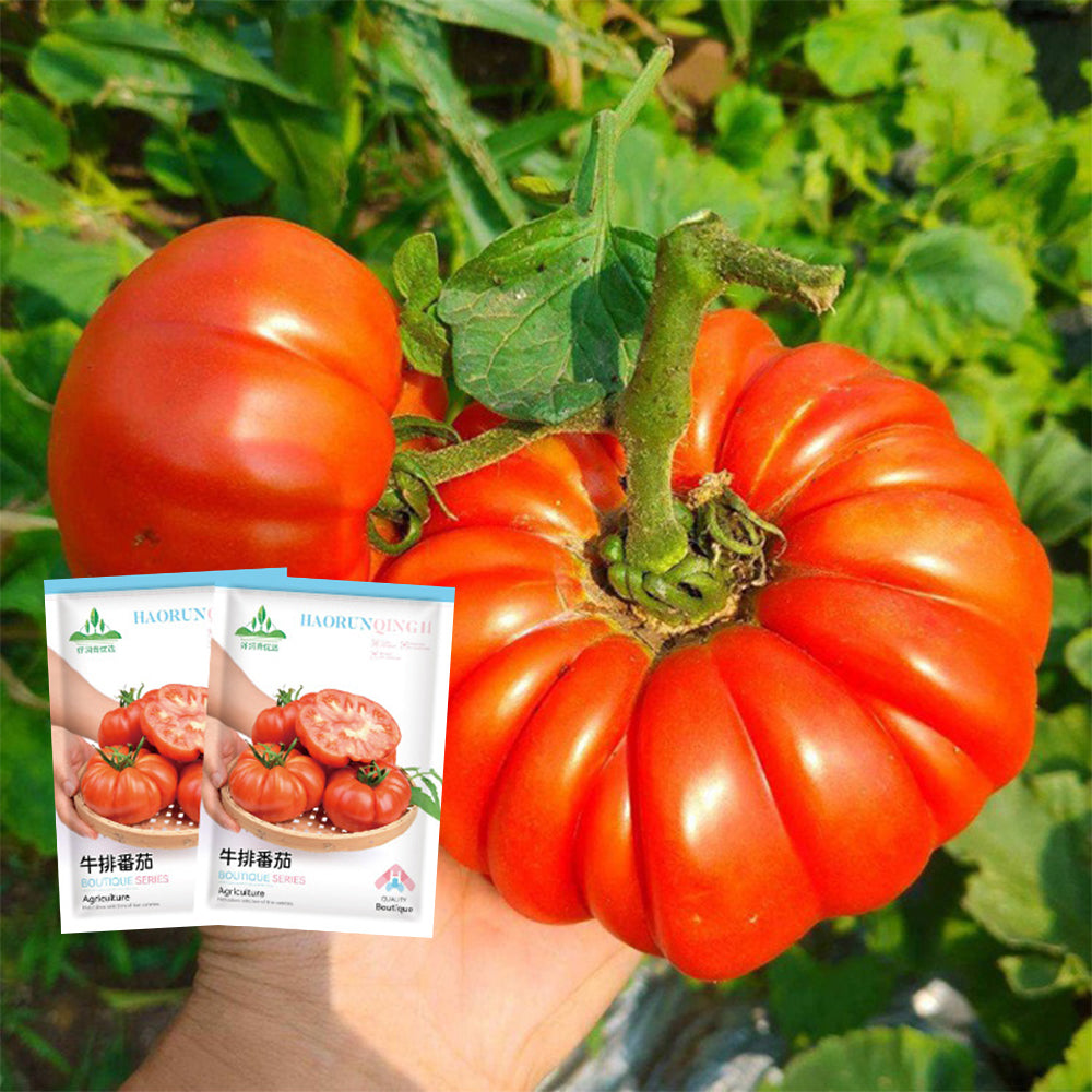 Homegrown Delights: 5 Bags of 'Beefsteak' Series Beefmaster Tomato Seeds