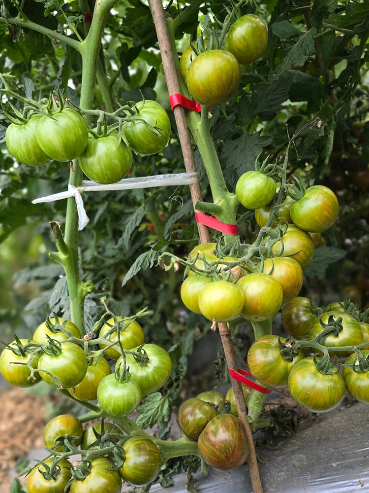 861 Rozmai Cherry Tomato