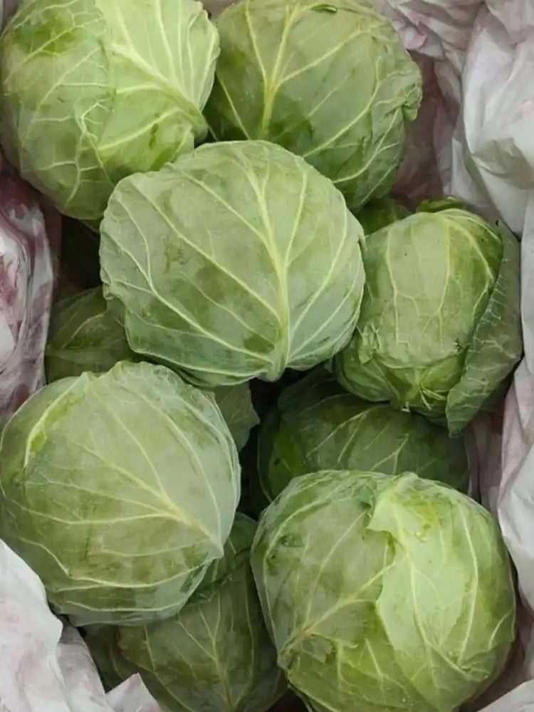 'Xingyou' Fruit Cabbage