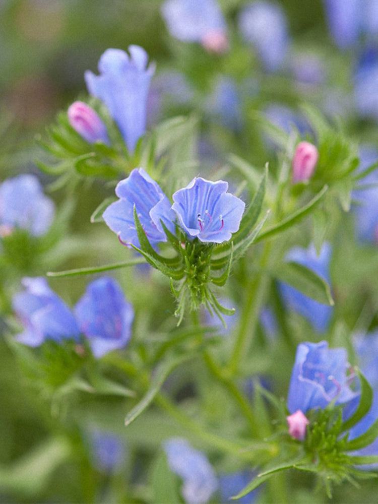 Viper's Bugloss (Echium vulgare)
