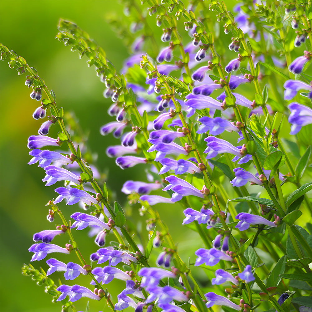 Bellfarm® Barbed Skullcap Seeds