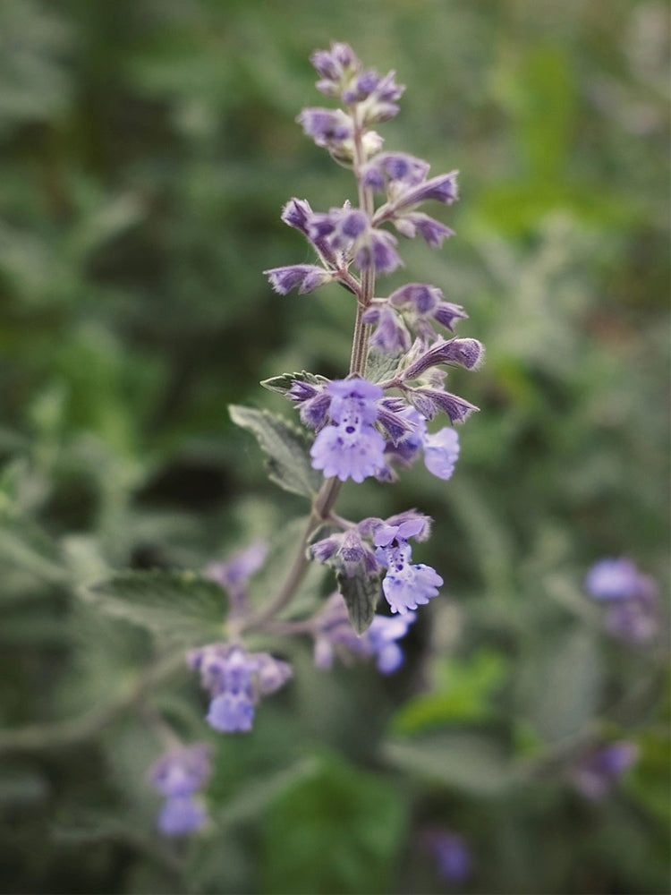 Fragrant Mint (Nepeta × faassenii)