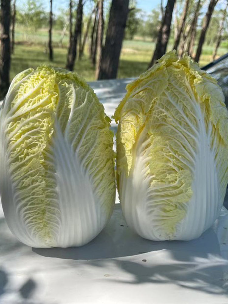 Huanai Baby Pak Choy